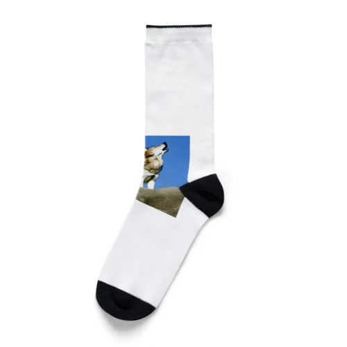 吠えるオオカミ Socks