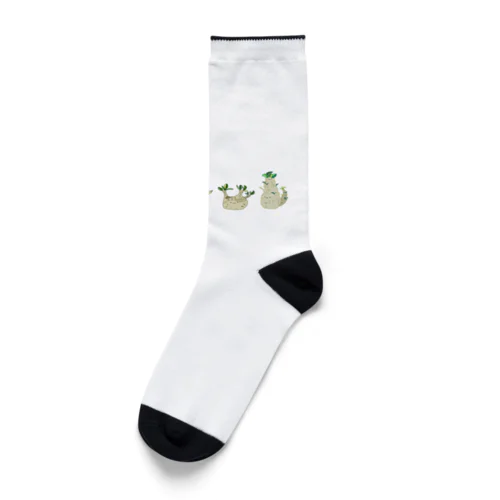 コーデックス Socks