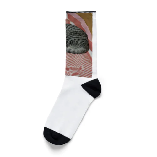 生地猫 Socks