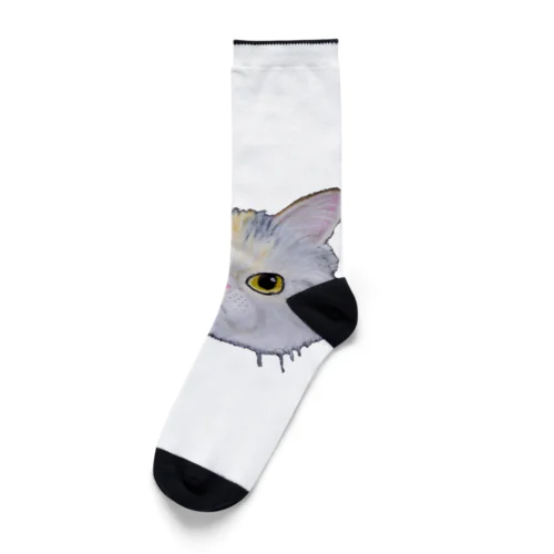 チョークアートのエキゾチックショートヘア😺 Socks