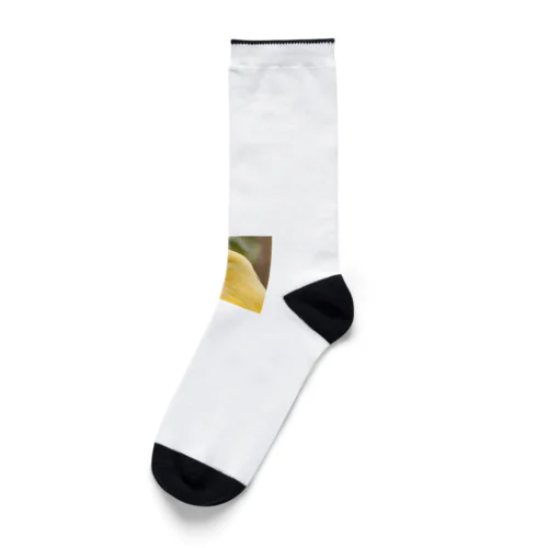 黄色い鳥の横顔 Socks