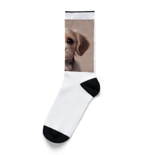 めちゃカワ犬 Socks