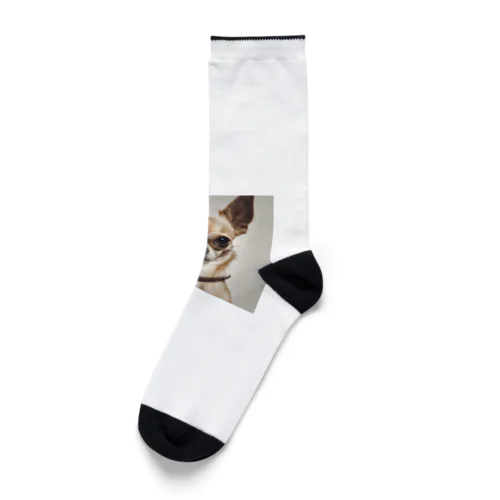 見つめる犬 Socks