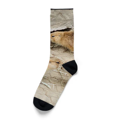 adorable animal Socks
