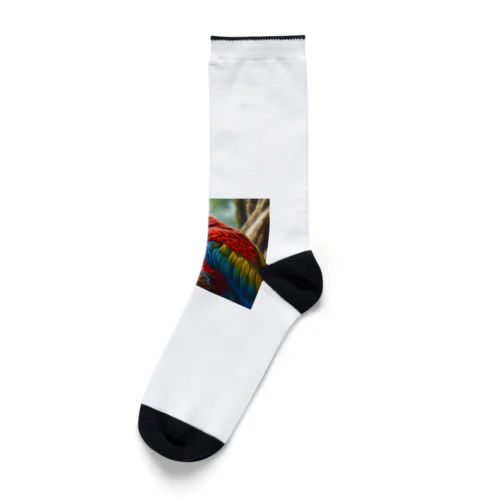 コンゴウインコ Socks