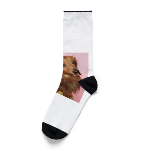 龍宝くん Socks