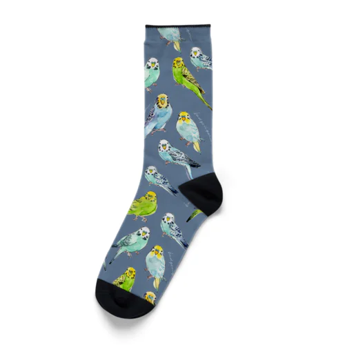 セキセインコのソックス Socks