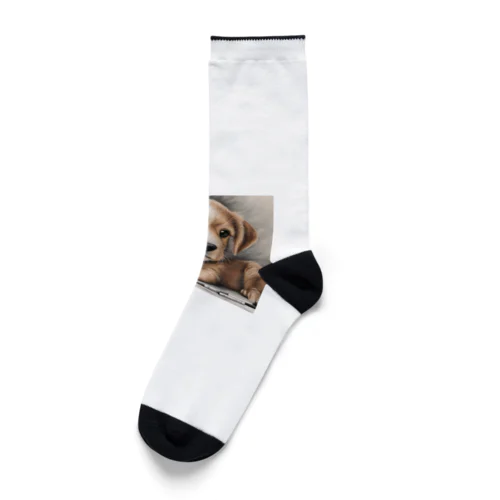 癒しの子犬 Socks