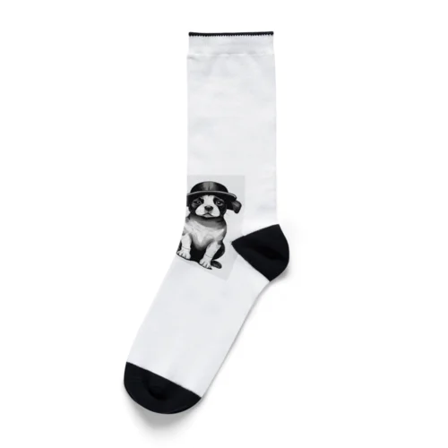 帽子を被った犬夫婦 Socks