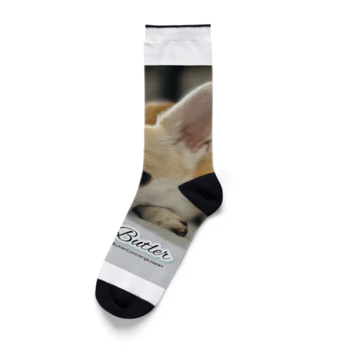 世界初！本物の犬執事・ドッグバトラーのバンビ君 Socks