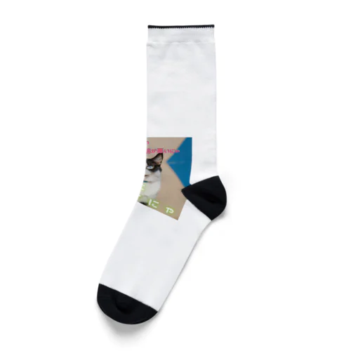 ゴマの一言「選挙にいくにゃ」 Socks