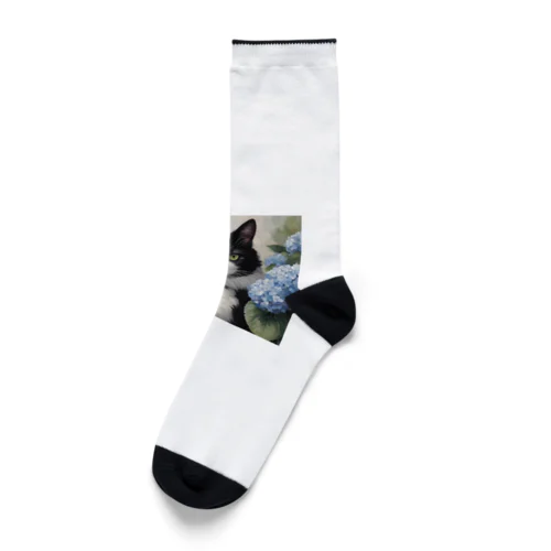 ハチワレ猫白黒と紫陽花 Socks