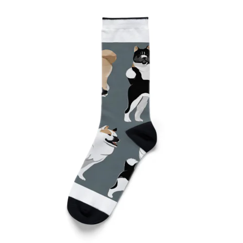 秋田犬２ Socks