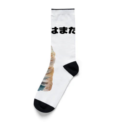 催促する子猫 Socks