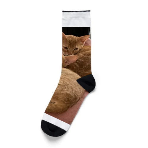 チャトラ大集合 Socks