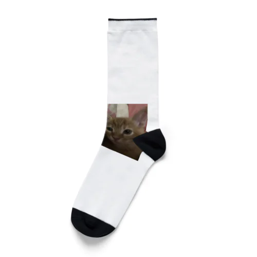 ふんわり猫 Socks