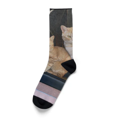 出窓で飼い主帰るを待つ猫たち Socks