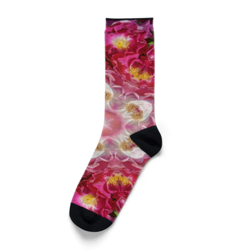 恋の味方の情熱の薔薇たち Socks