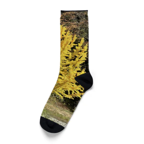 安曇野のイチョウの写真グッズ Socks