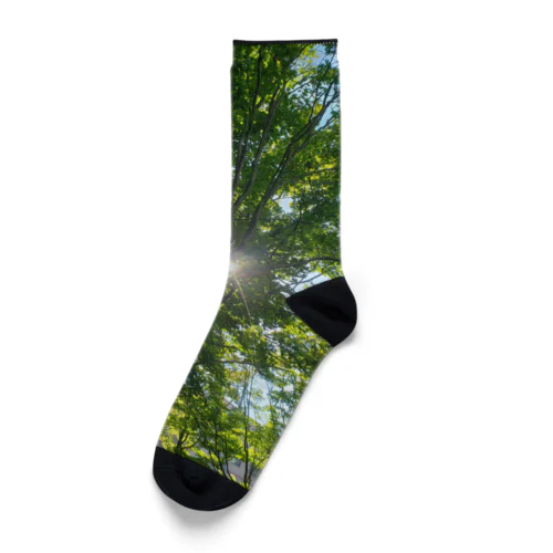 夏の森林 Socks