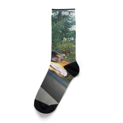 ミニチュアピンシャーオリジナルグッズ第一弾 Socks