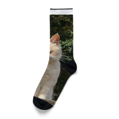 シブネコ Socks