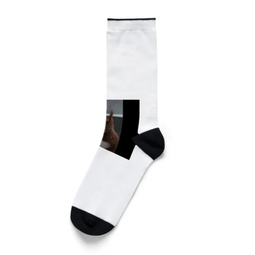 なにかを食べるリス Socks