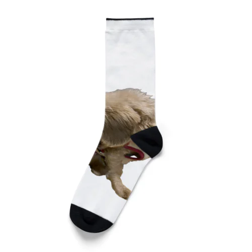 犬　ガジガジ Socks