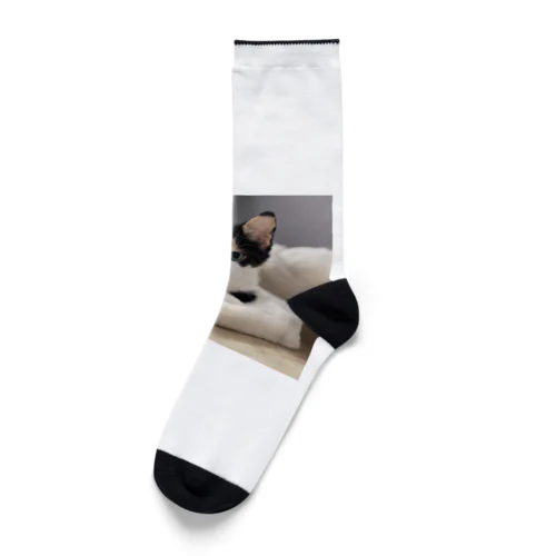 愛らしい子猫ちゃん Socks