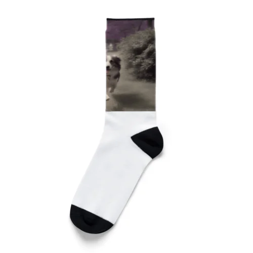 愛犬 Socks