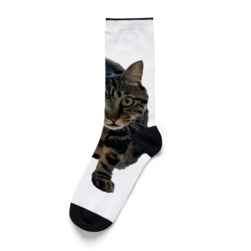 エンジンルーム猫のエンジン２ Socks