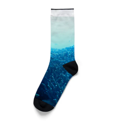 青い珊瑚礁 Socks