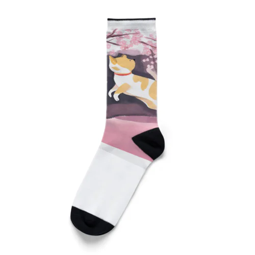 桜で遊ぶ犬と猫 Socks