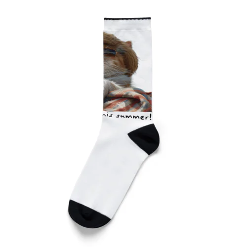 夏の日差しを満喫する可愛い猫ちゃん Socks