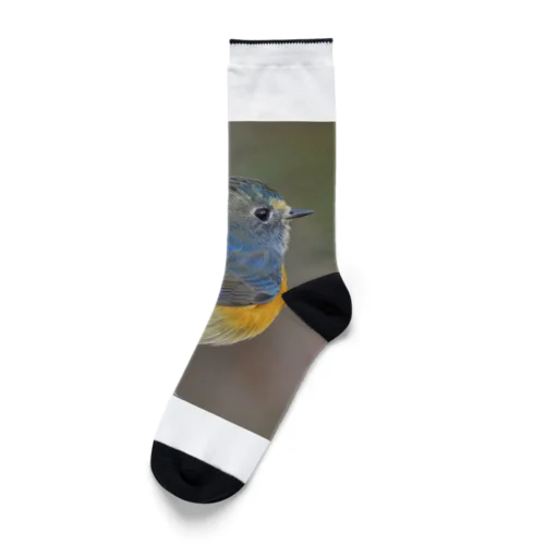 ルリオくん Socks