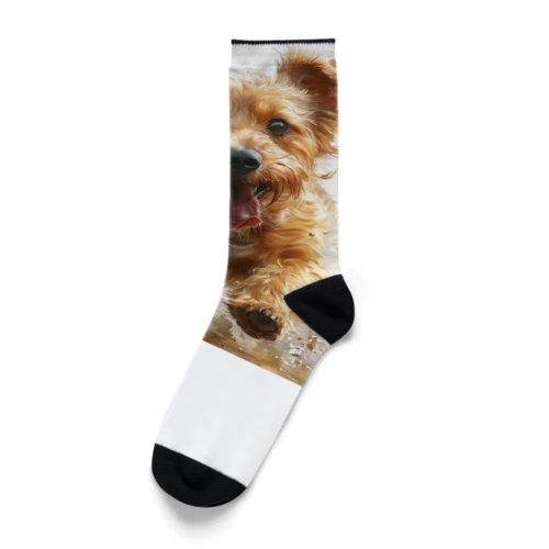 愛犬がこちらに駆け寄ってくる Socks