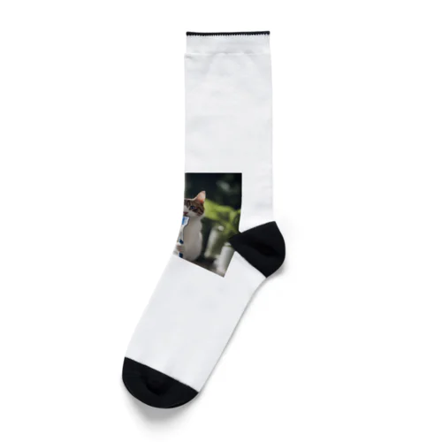 歯ブラシ猫 Socks