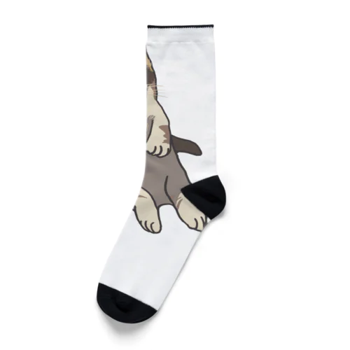 きゅん猫 Socks