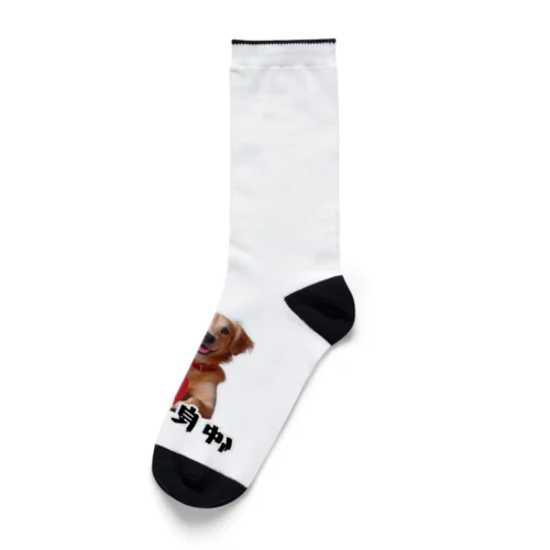 犬と猫の仲良し日和 Socks