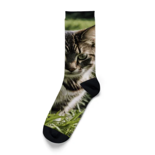 草むらの猫 Socks