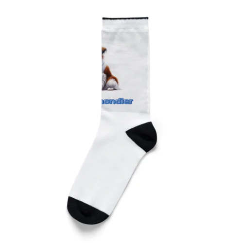 koikerhondier犬 Socks