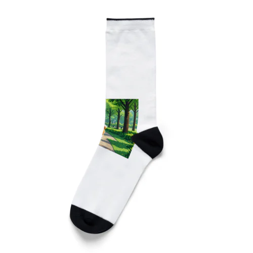 散歩をしている柴 Socks