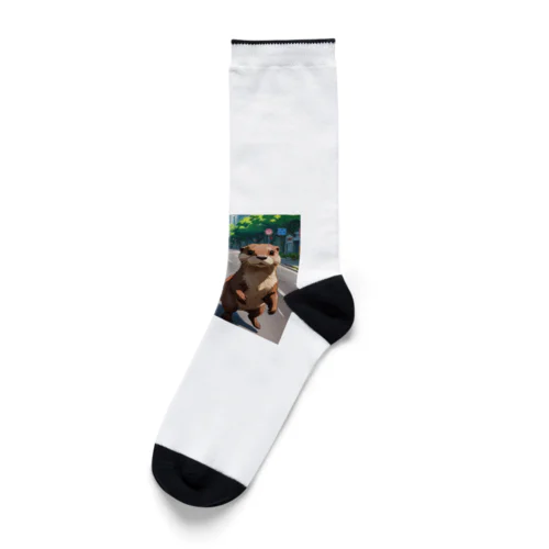 冒険中のカワウソ兄弟 Socks