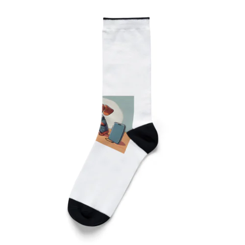 スマホ依存症のダックスフント Socks