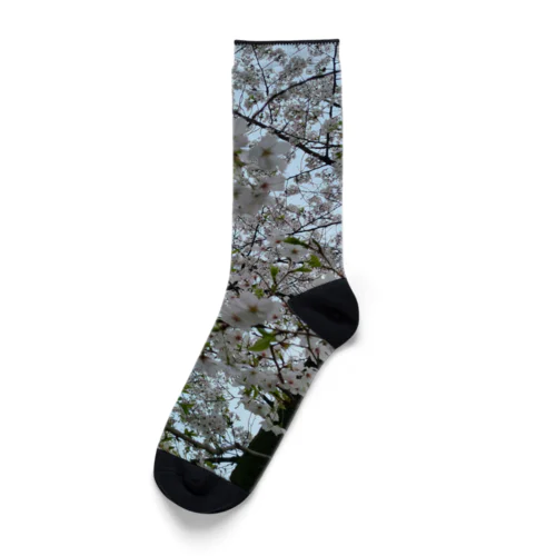 SAKURA Socks