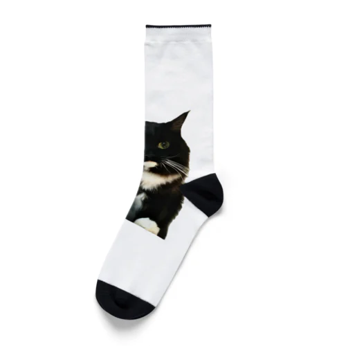 真面目ねこスイ〜証明写真風〜 Socks