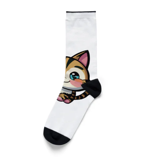 トラ子猫 Socks