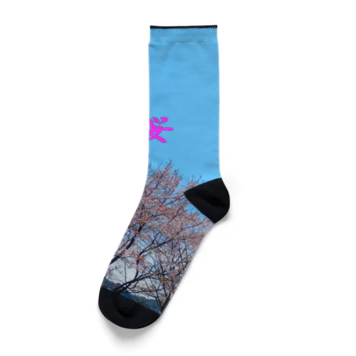さくら　桜の木　青い空 Socks