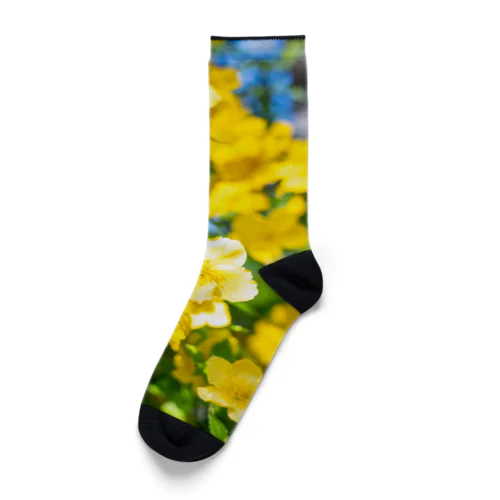 山吹 Socks