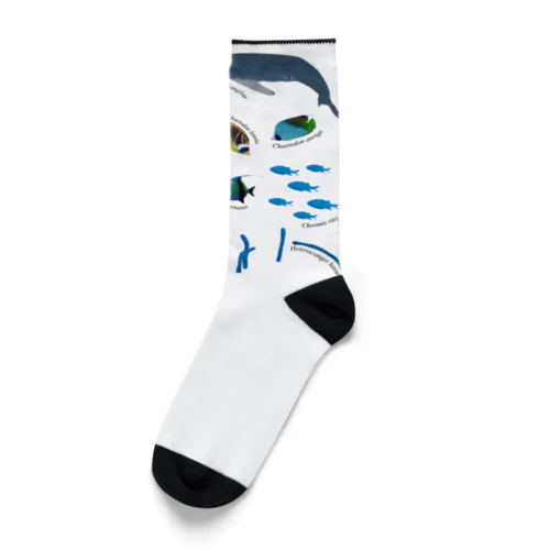 沖縄の海の生き物 Socks